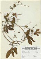 藏品(雙輪瓜)的圖片